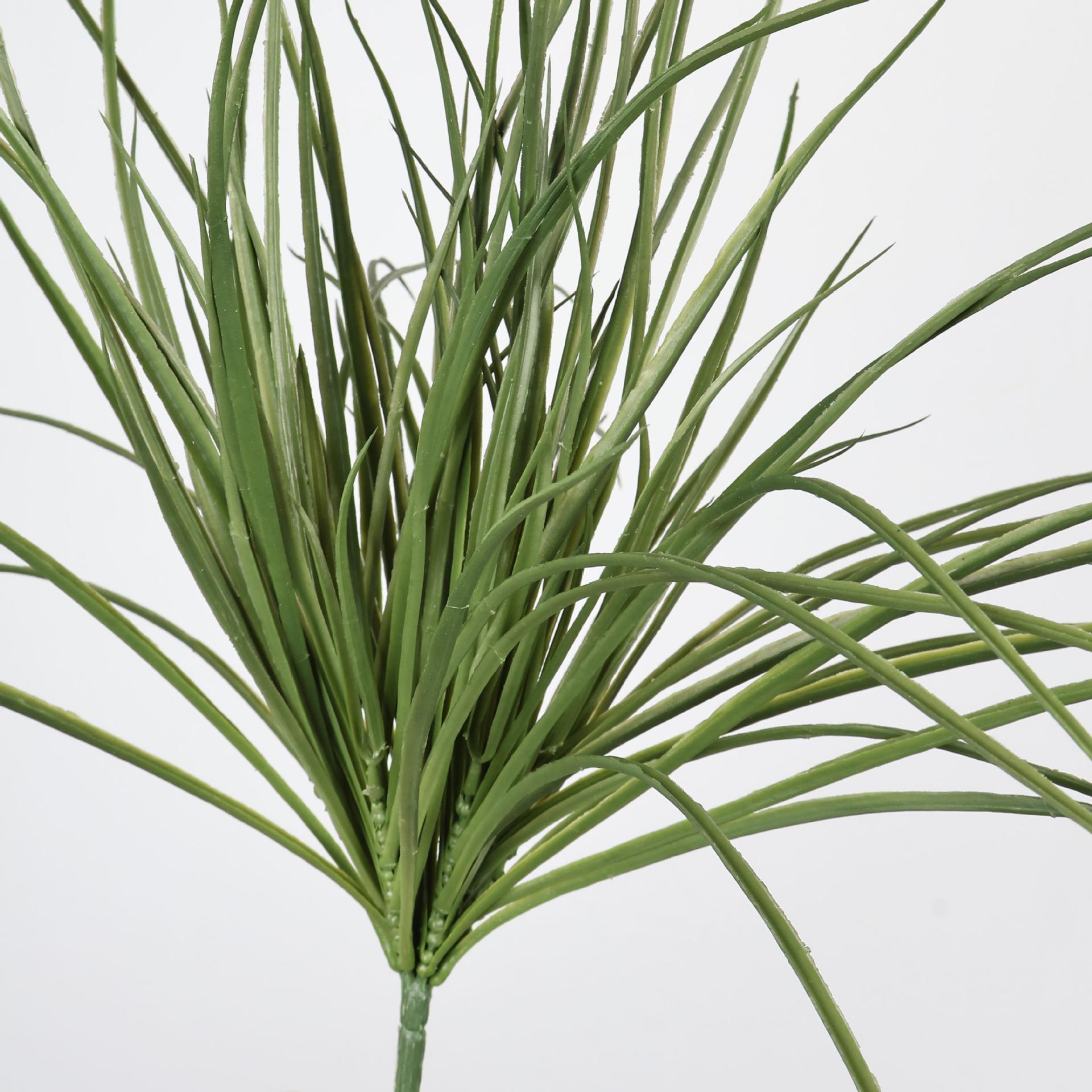 蕨类植物实物图