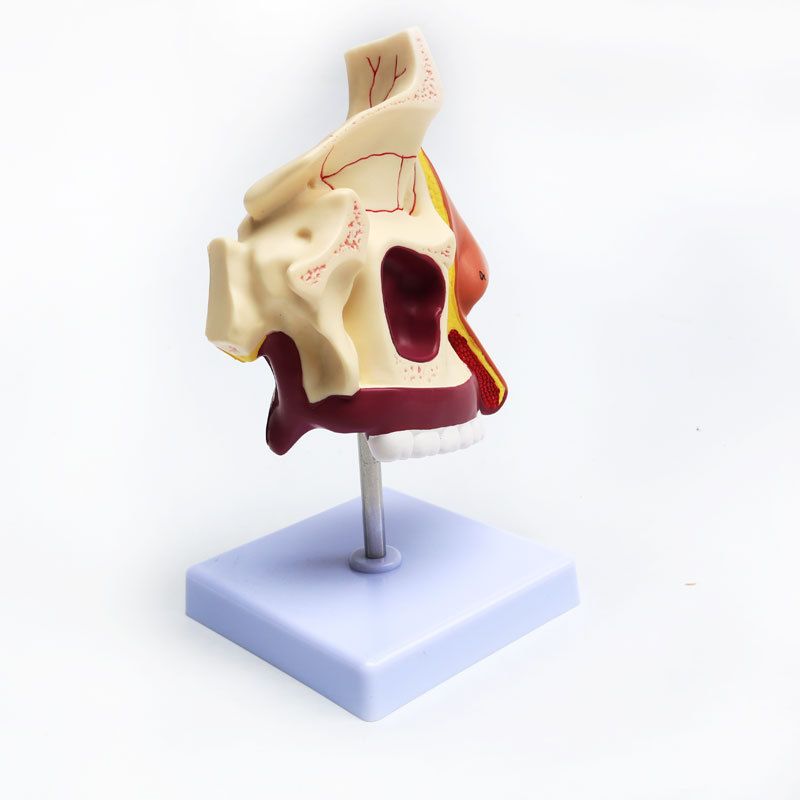 Anatomical model of the human nasal cavity, medical teaching model of otolaryngology, structural and tissue model of the nasal cavity, nose, mouth and nose details Picture
