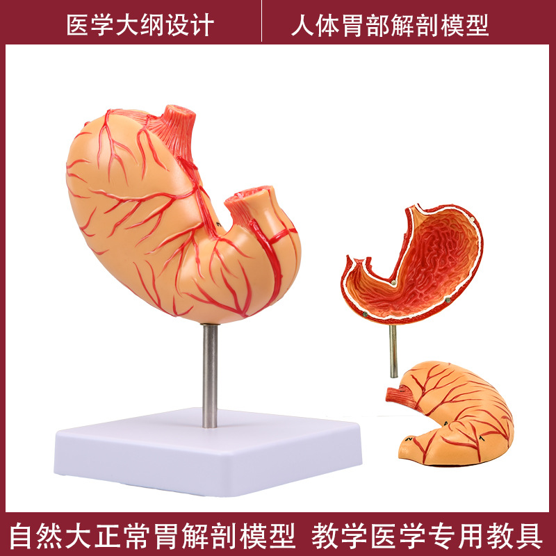 Human stomach anatomy model, traditional Chinese medicine teaching physical object, human stomach structure model, portable demonstration equipment, tuning fork to assist learning Specification image