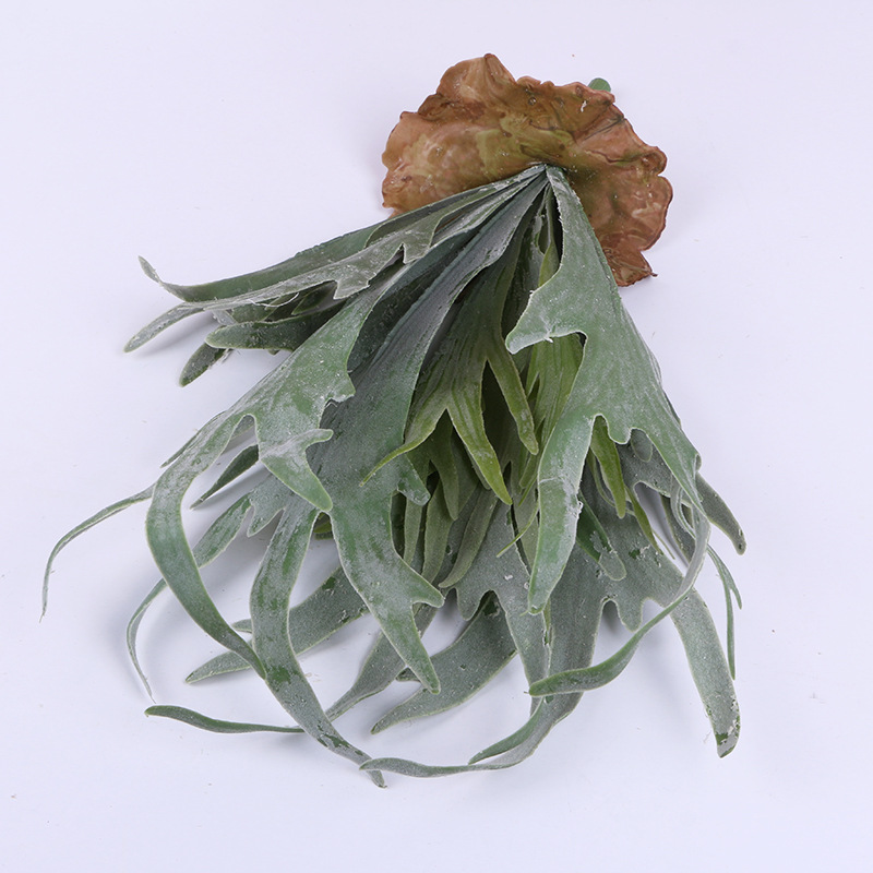 蕨类植物实物图