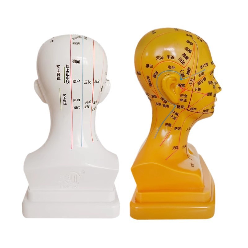 Head medical acupuncture practice model, traditional Chinese medicine acupoint meridian massage human body model, massage head model 21cm Item Picture