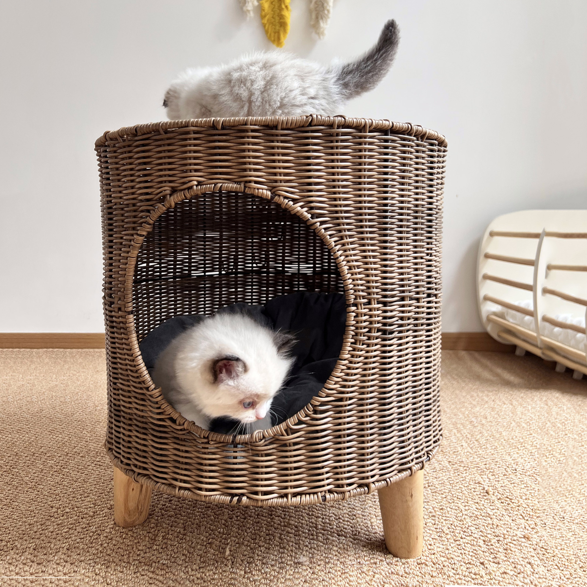 猫猫窝、笼实物图