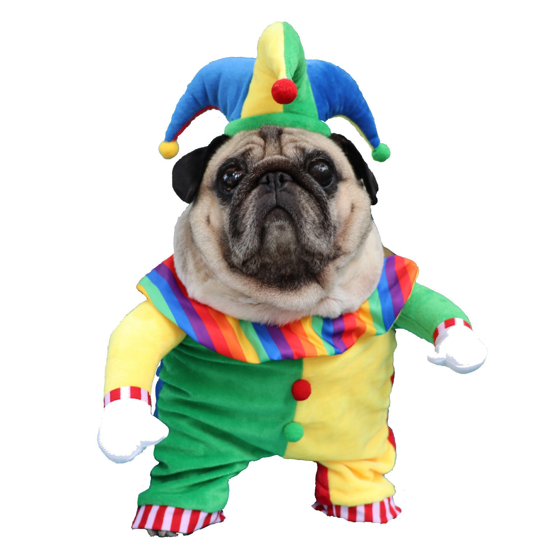 Pet dog festival clothing details Picture