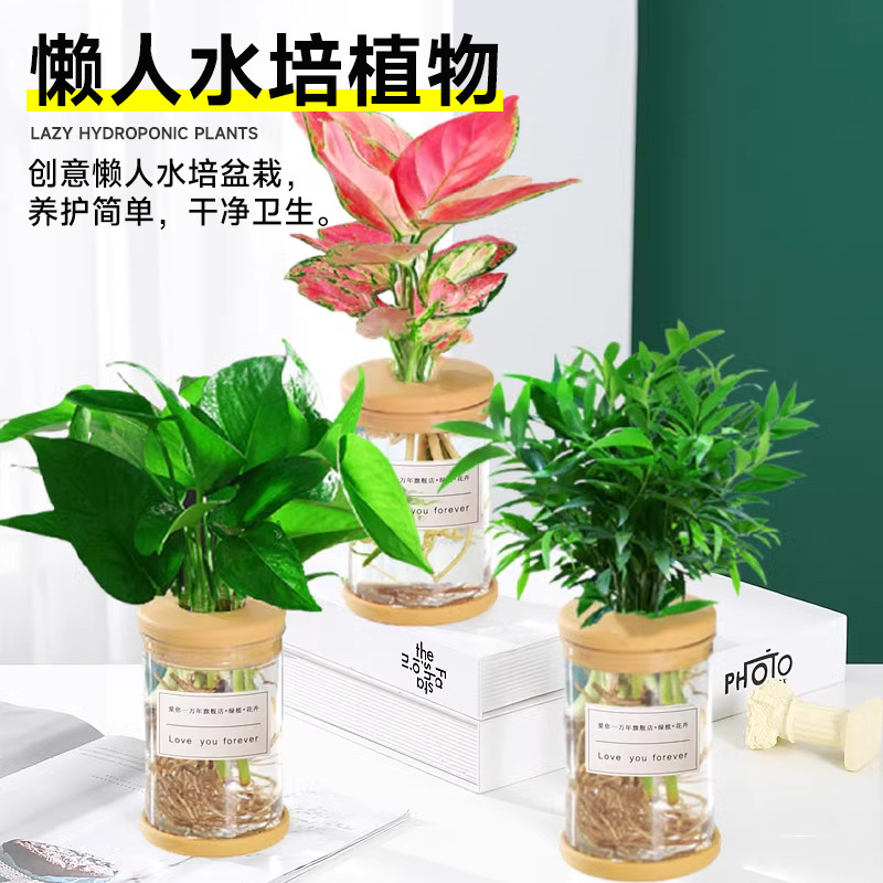 Hydroponic potted plants, such as pothos and gardenias, are suitable for office flowers and small green plants. They are easy to care for all four seasons. Succulents are water-grown potted plants details Picture