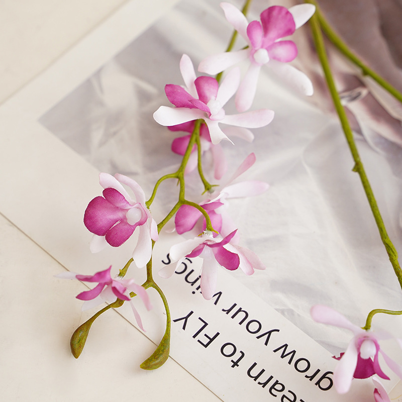 兰科植物实物图