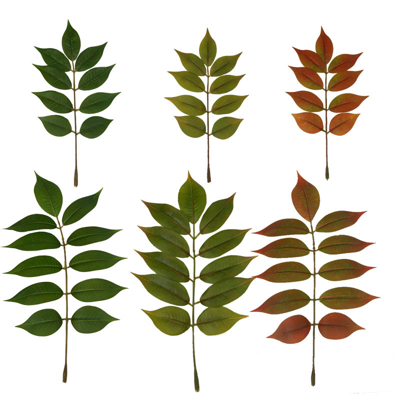 仿真植物单片漆木叶绿植漆木树叶室内装饰单片叶子厂家批发