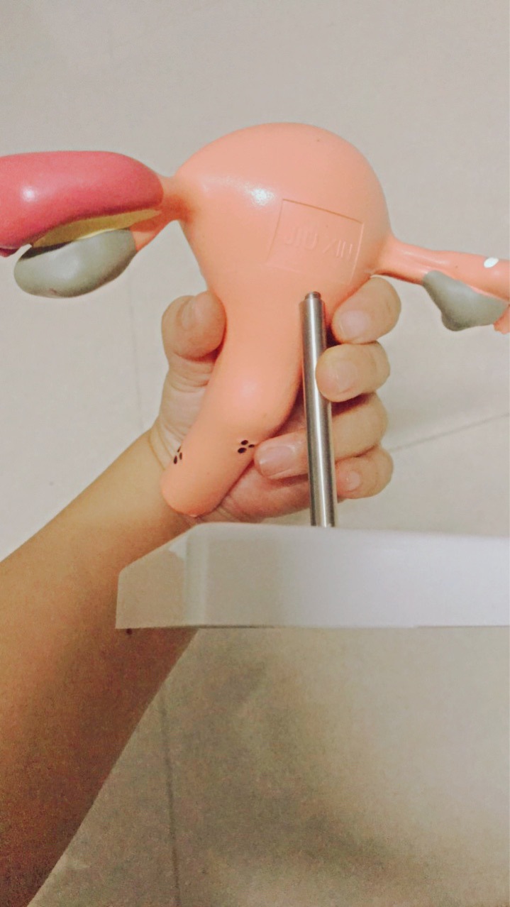 Human uterus model teaching aid mold, ovarian anatomy and pathology, medical, female simulation reproductive mold, medical details Picture