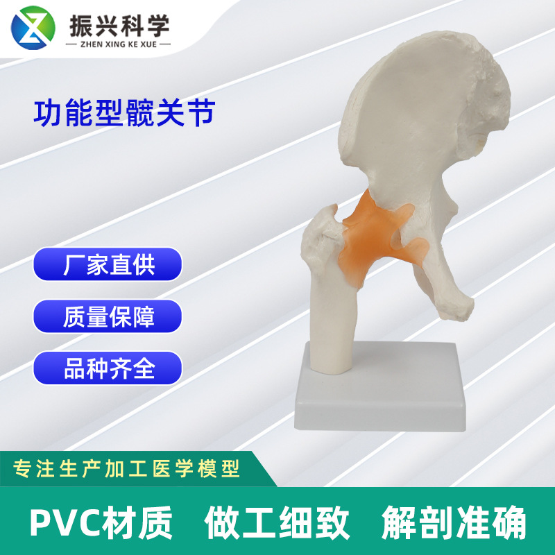 Functional joint collection, human joint model teaching equipment, teaching demonstration supplies, joint and bone wholesale Specification image