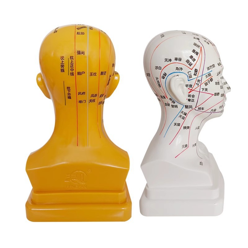 Head medical acupuncture practice model, traditional Chinese medicine acupoint meridian massage human body model, massage head model 21cm Specification image