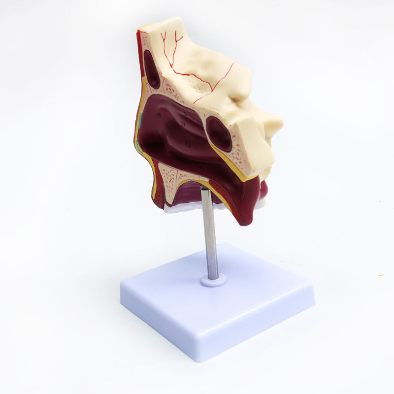 Anatomical model of the human nasal cavity, medical teaching model of otolaryngology, structural and tissue model of the nasal cavity, nose, mouth and nose Specification image
