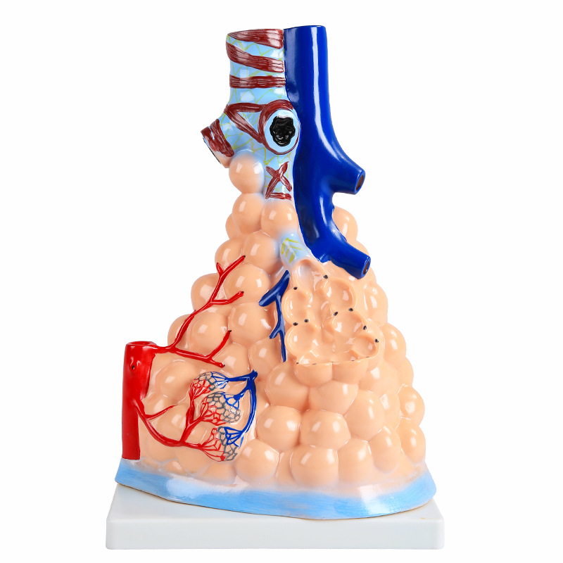 Human alveolar model medical teaching tools, human medical alveolar dissection model, human model Item Picture