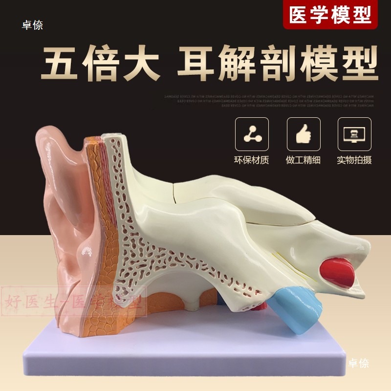 Ear model, desktop ear anatomy model, outer, middle and inner ear auditory system, ear structure, teaching medicine Application Scenario