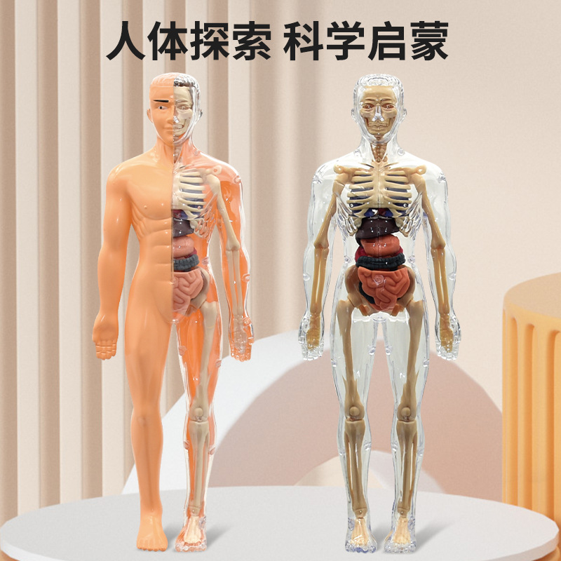 可拆卸拼装人体模型结构全身骨骼3d骨架医学解剖仿真儿童玩具