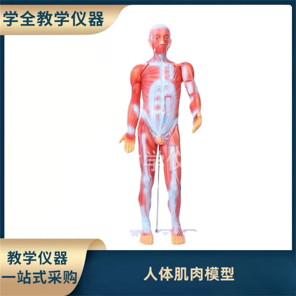 Medical lecture models, biological classroom display models, human anatomy models, student education demonstration teaching materials
