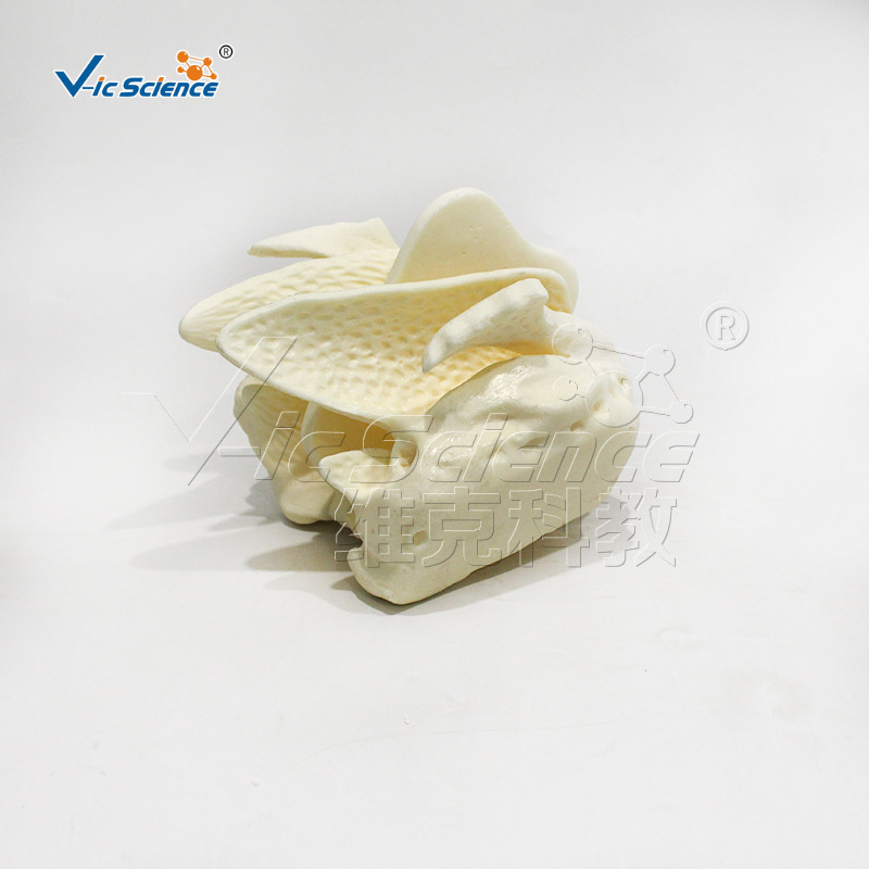 Magnified model of human skull and ethmoid bone, demonstration model of nasal cavity and paranasal sinus structure, medical teaching and research tools Specification image