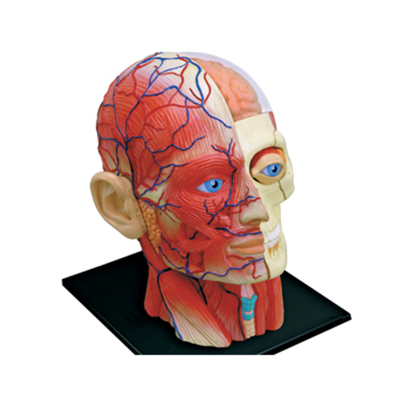 4D MASTER Educational Assembly Toy: A model of human head muscle and nerve anatomy for medical teaching details Picture