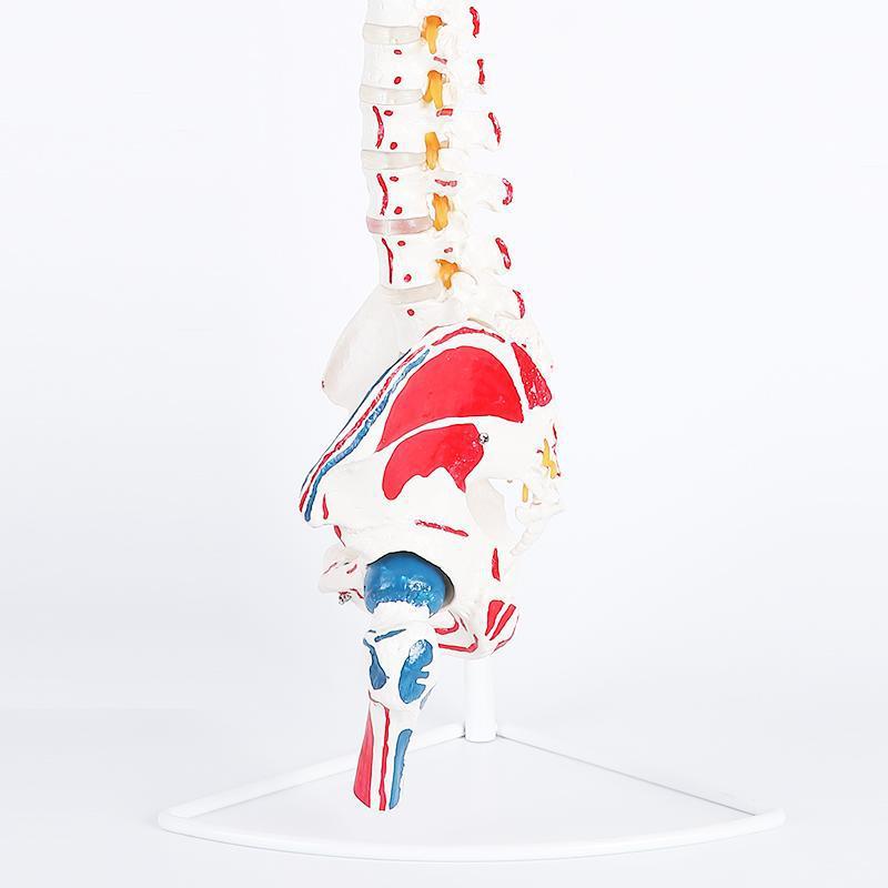 Human spine model, skeleton model, spinal cord model, medical neuro-skeletal simulation, anatomical simulation, bone setting Application Scenario