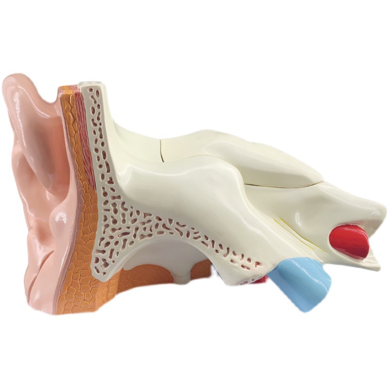 Ear model, desktop ear anatomy model, outer, middle and inner ear auditory system, ear structure, teaching medicine Item Picture