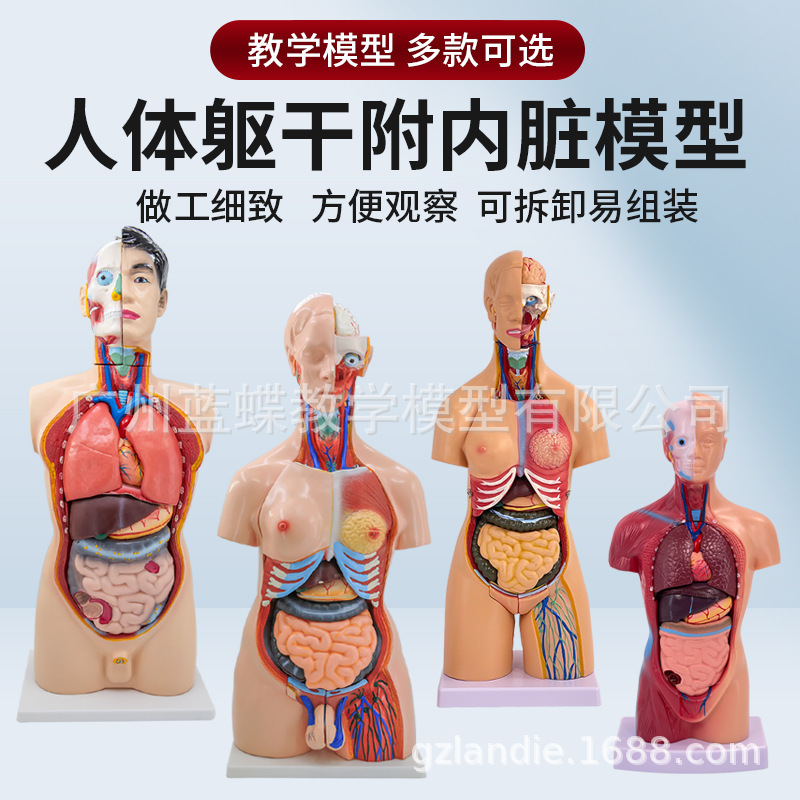 Teaching medicine: Internal organs, cardiac system structure, trunk, human anatomy model, educational, detachable