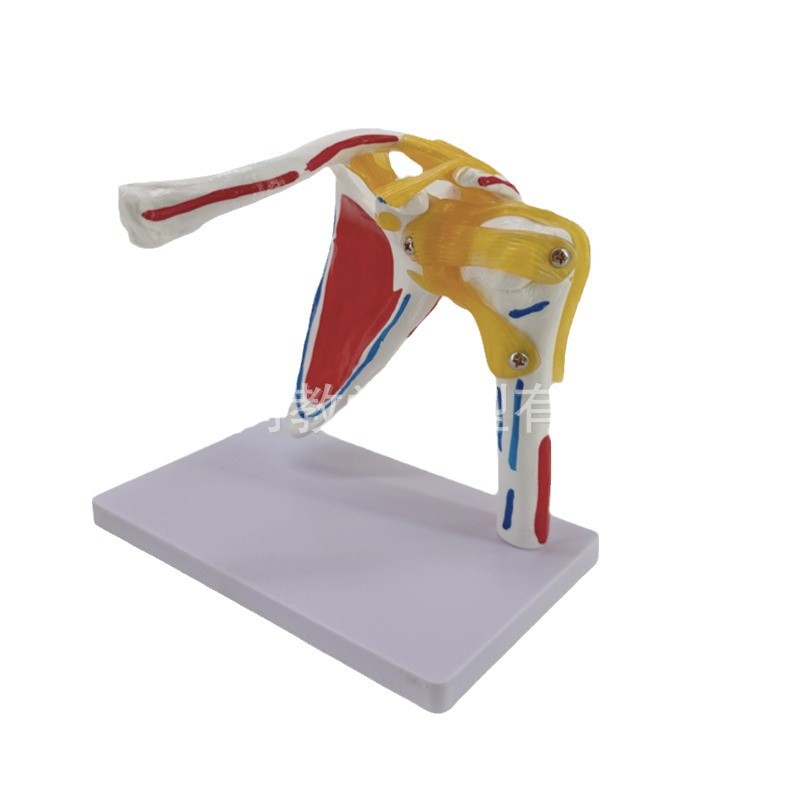 Shoulder joint model with muscle starting and ending points, collarbone, scapular ligament, medical mold, orthopedic fitness, yoga teaching demonstration Item Picture