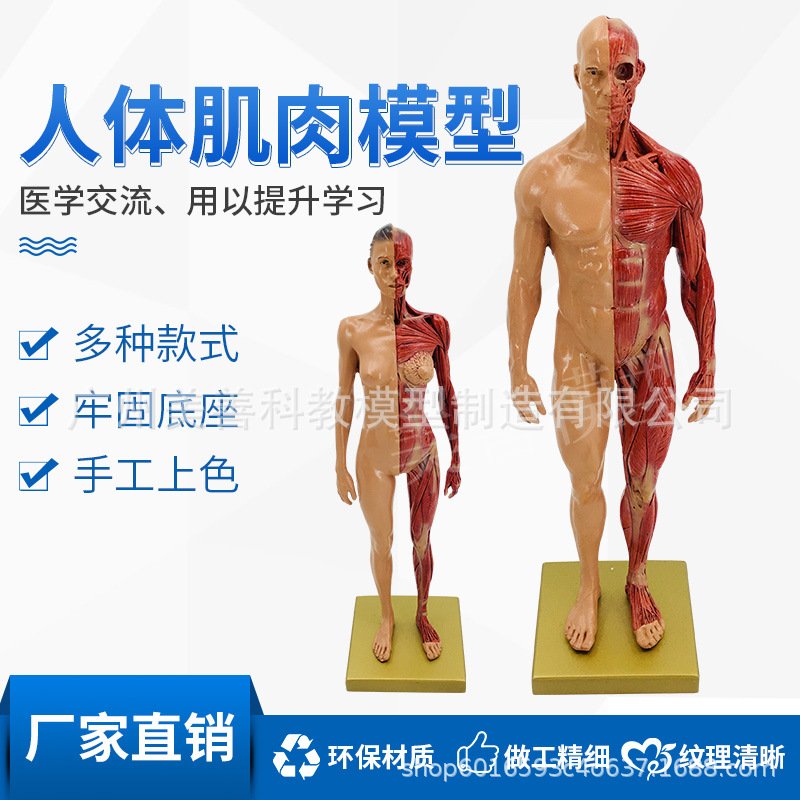 Direct sales from the manufacturer of human muscle models, tissue and skeleton anatomical models, medical student teaching models, and tools