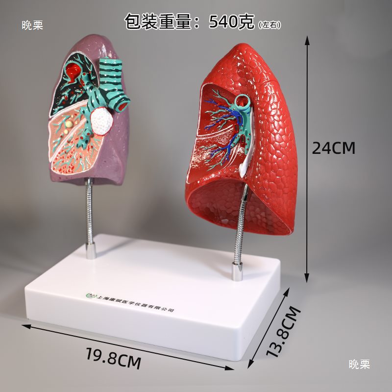 Respiratory system model, human lung pathology, lung larynx, heart and lung, visceral system anatomical structure, medical teaching Application Scenario