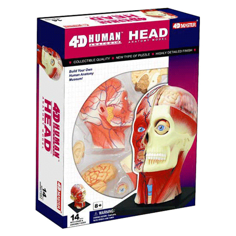 4D MASTER Educational Assembly Toy: A model of human head muscle and nerve anatomy for medical teaching Item Picture