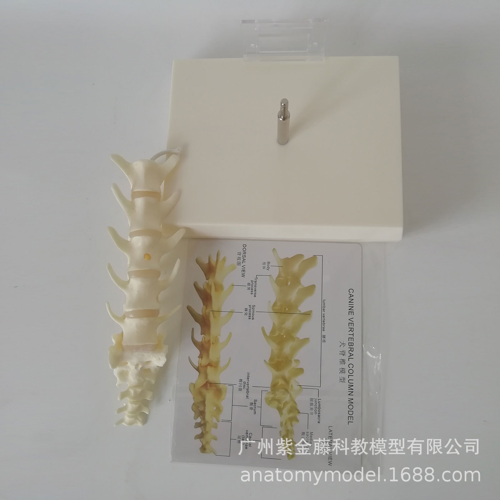 A 1:1 replica of the pet spine teaching model, a must-have simulation for dog spine medicine teaching and pet care Specification image