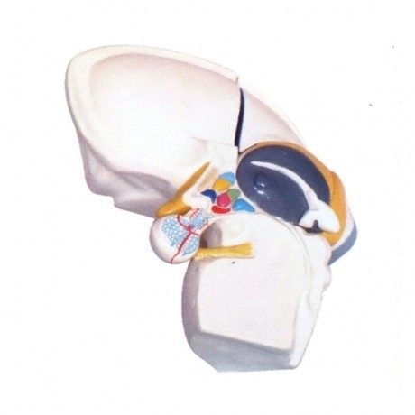 The middle part is a medical interbrain intuitive model, a human interbrain terminal brain-thalamus model, and a neurology medical training model