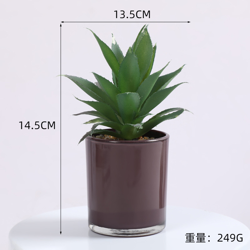 蝴蝶兰/种子/家庭花卉种植用土/仿真花盆景/儿童盆栽白底实物图