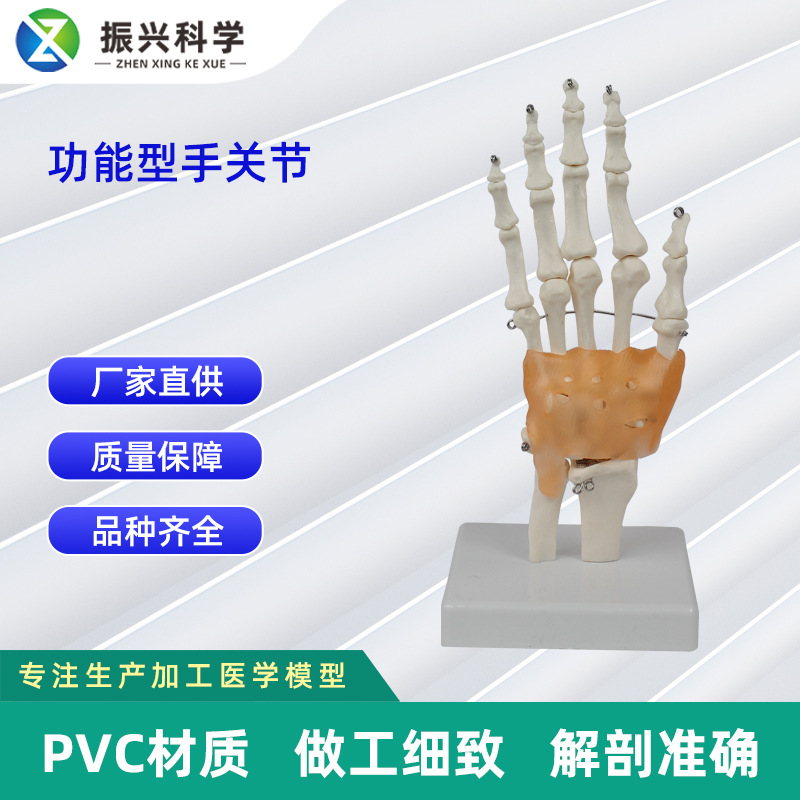 Functional joint collection, human joint model teaching equipment, teaching demonstration supplies, joint and bone wholesale Application Scenario