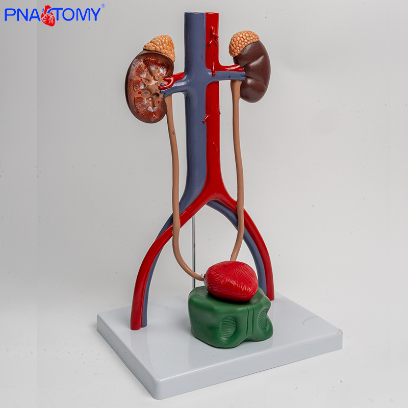 1:1 urogenital system model, kidney anatomy mold, bladder and ureter structure three-dimensional teaching Application Scenario