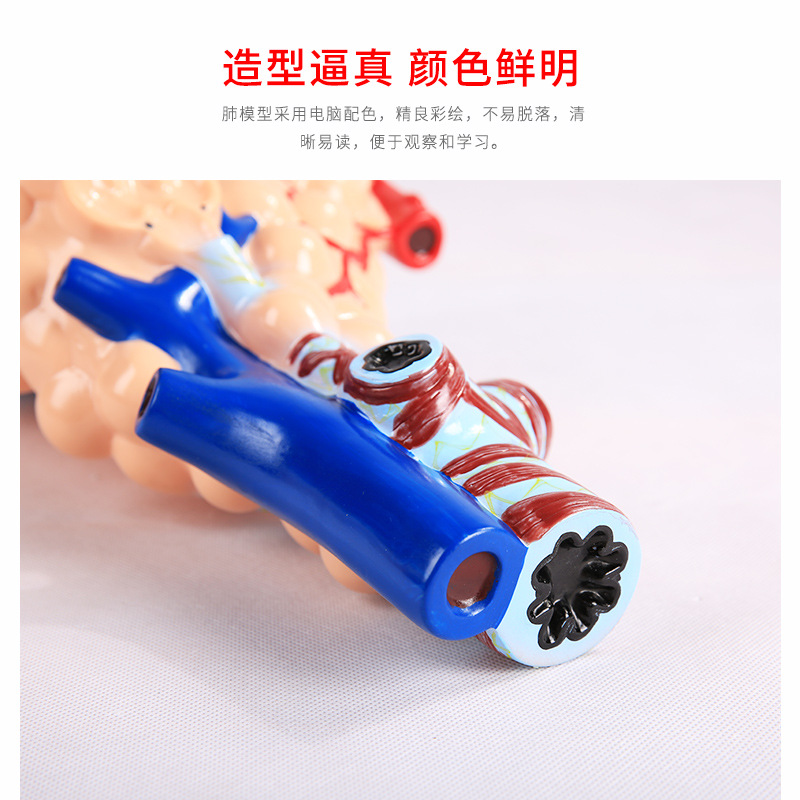 Human alveolar model medical teaching tools, human medical alveolar dissection model, human model Application Scenario