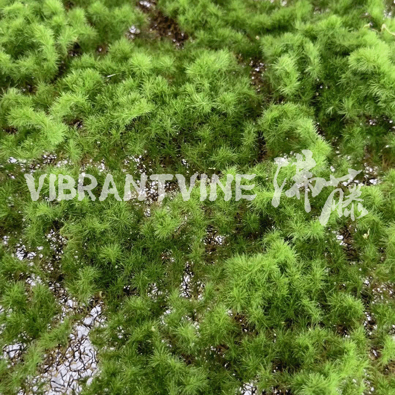 人造仿真树/小盆栽/仿真竹子/仿真花/仿真植物产品图