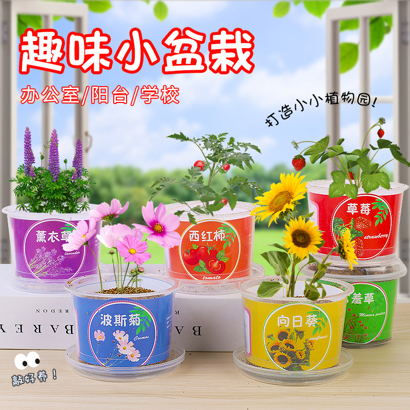 趣味小盆栽植物盆栽新年蝴蝶兰花盆高仿真绿植会飞的鸟家庭花卉种植用土