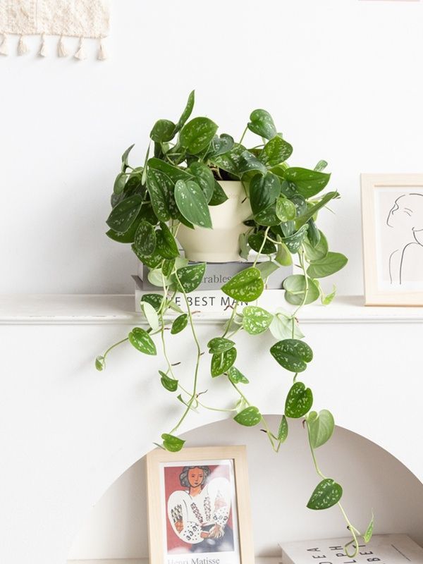 小叶银斑葛盆栽花叶绿萝常绿植物室内桌面垂吊长藤观叶植物吸甲醛