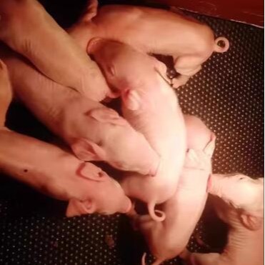 高强度仔猪保温橡胶垫  夹布乳猪防滑橡胶垫 青岛厂家 GNY细节图