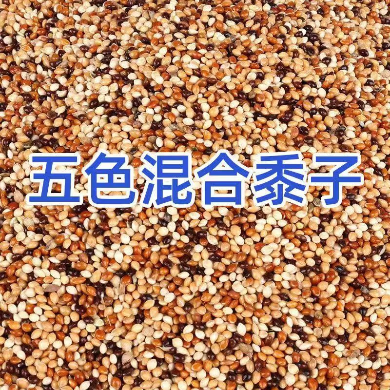 五色黍子混合鸟食饲料玄凤牡丹五色黍子食物谷子带壳一件代发