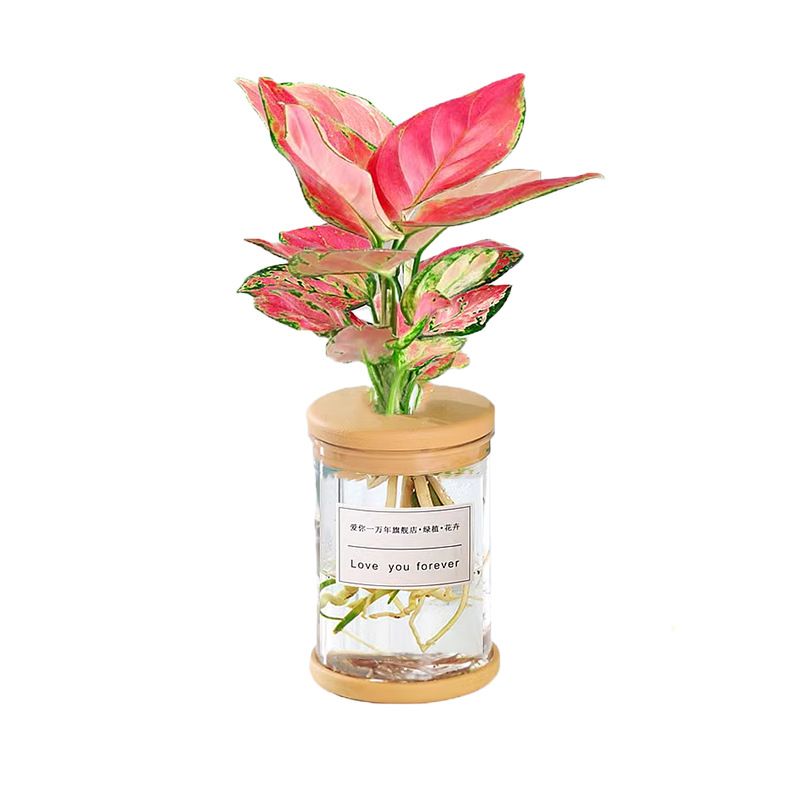 Hydroponic potted plants, such as pothos and gardenias, are suitable for office flowers and small green plants. They are easy to care for all four seasons. Succulents are water-grown potted plants Item Picture