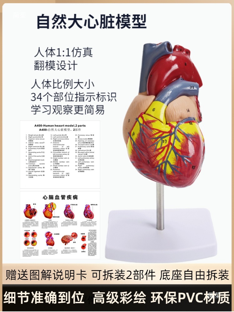 Standard human heart anatomy model B-ultrasound color Doppler ultrasound detachable natural large heart medical teaching aid model Application Scenario