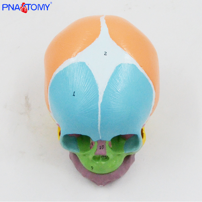 1:1 color baby skull model with digital marking, frontal fontanelle, mandibular anatomy teaching aid, medical display Application Scenario