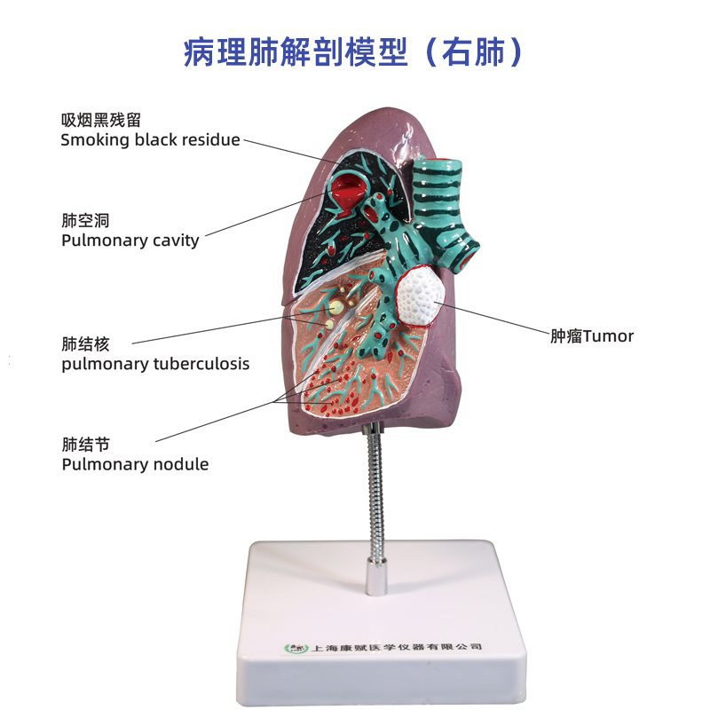 Respiratory system model, human lung pathology, lung larynx, heart and lung, visceral system anatomical structure, medical teaching Specification image