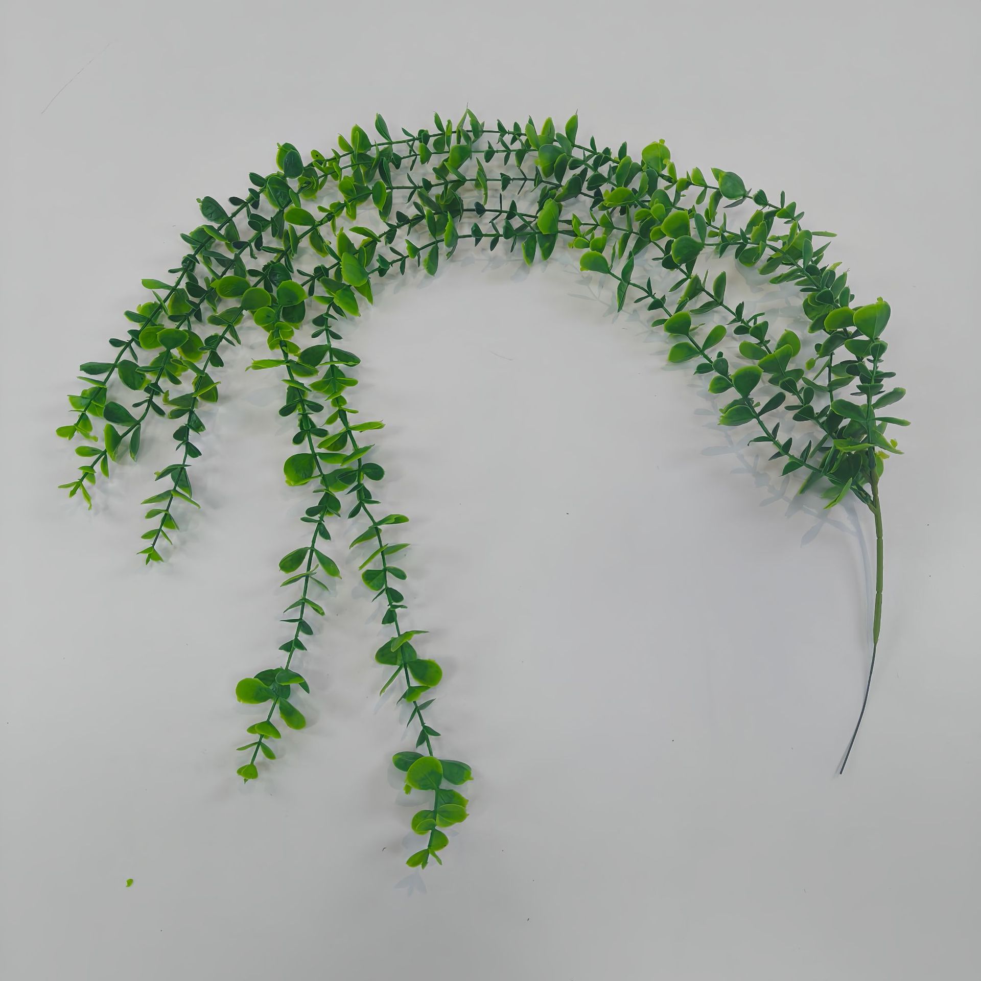 蕨类植物实物图