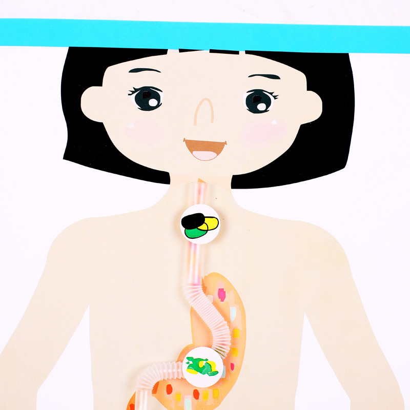 Kindergarten science experiment, small technology making, DIY human digestive process system model diagram, teaching AIDS, cells Application Scenario