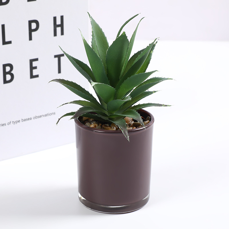 蝴蝶兰/种子/家庭花卉种植用土/仿真花盆景/儿童盆栽细节图