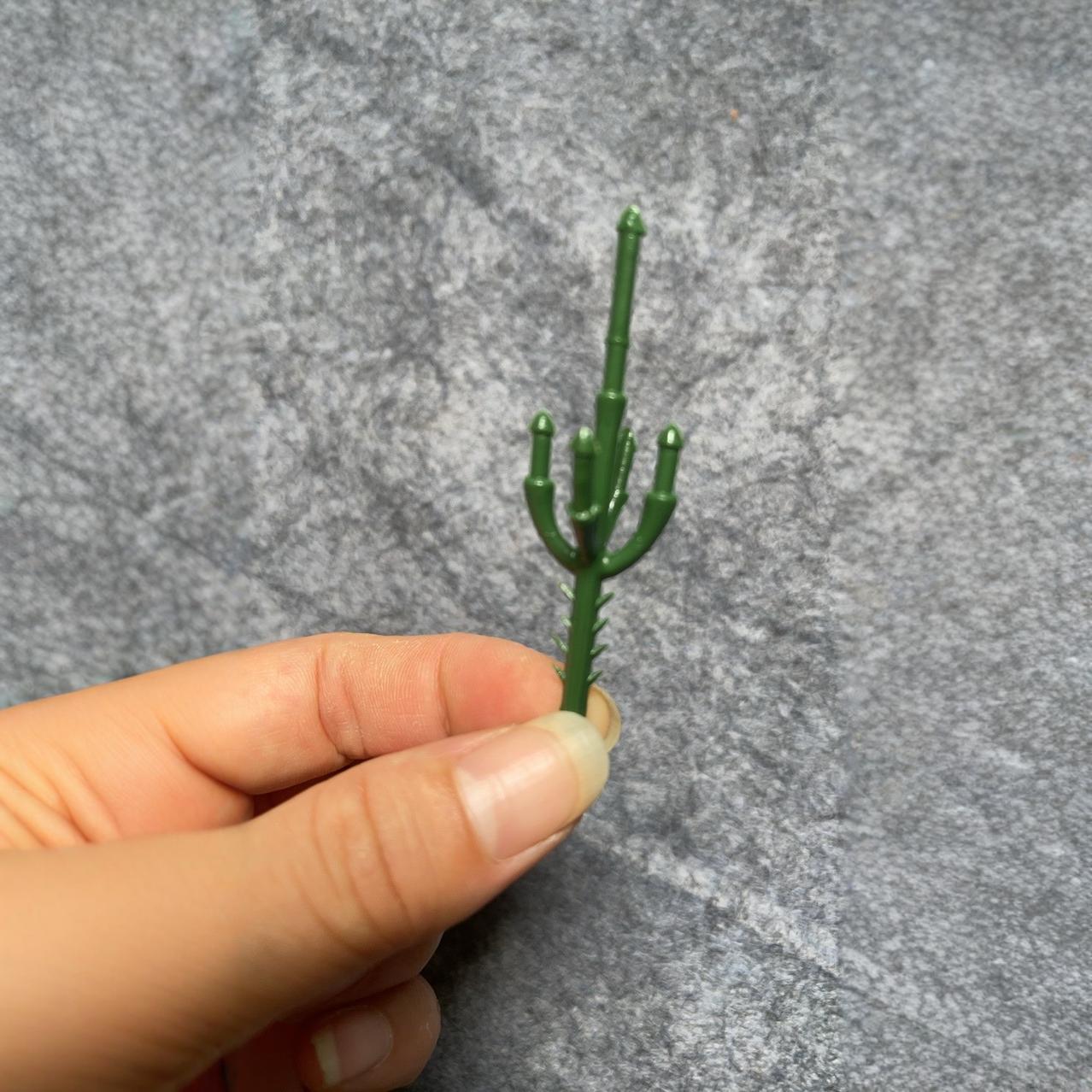 蕨类植物实物图