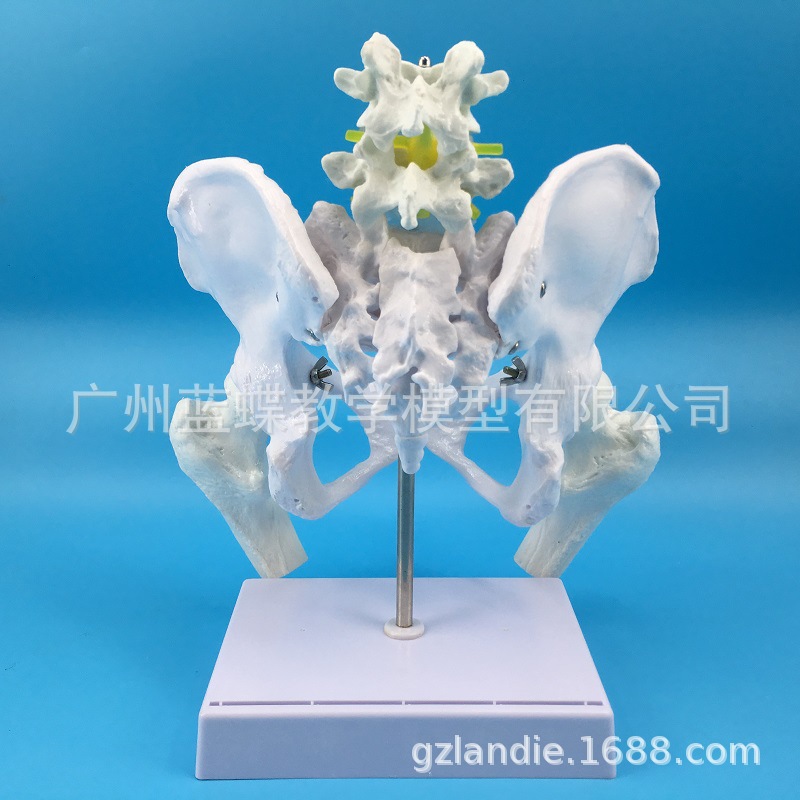 Natural large female pelvic second lumbar vertebra model, hip sacral and coccyx bone model, teaching medicine Application Scenario