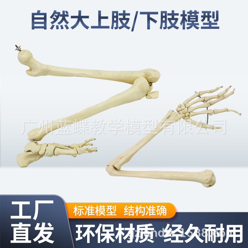 人体内脏切面图自然大上肢下肢骨骼模型教学人体模型示意图多功能解剖展示