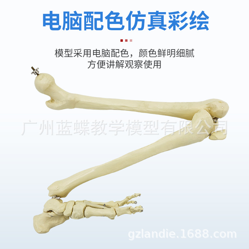 Sectional view of human internal organs, natural large upper and lower limb bone models, teaching of human body model diagrams, multi-functional anatomical display Application Scenario