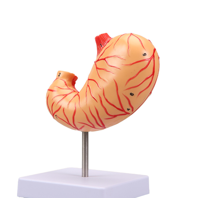 Human stomach anatomy model, traditional Chinese medicine teaching physical object, human stomach structure model, portable demonstration equipment, tuning fork to assist learning Item Picture
